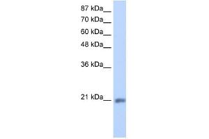 MIF4GD antibody used at 1.