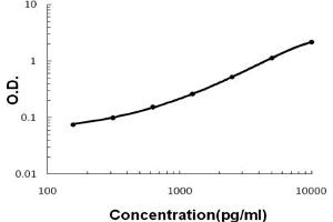 anti-Secretoglobin, Family 1A, Member 1 (Uteroglobin) (SCGB1A1) (AA 20-96) antibody