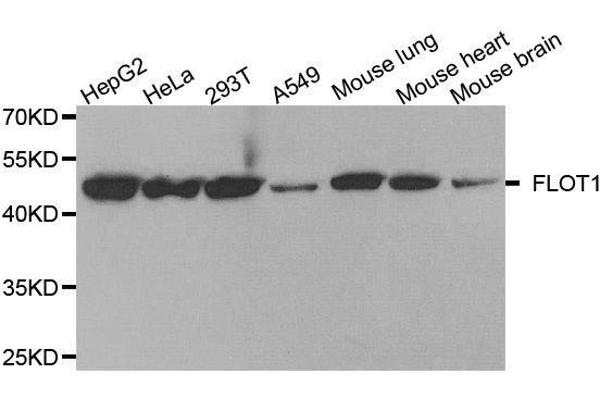 Flotillin 1 antibody  (AA 128-427)