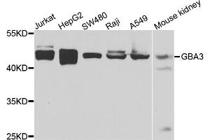 Western blot analysis of extracts of various cell lines, using GBA3 antibody. (GBA3 antibody)