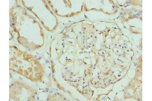 Immunohistochemistry of paraffin-embedded human kidney tissue using ABIN7157212 at dilution of 1:100 (Kallikrein 4 antibody  (AA 30-254))
