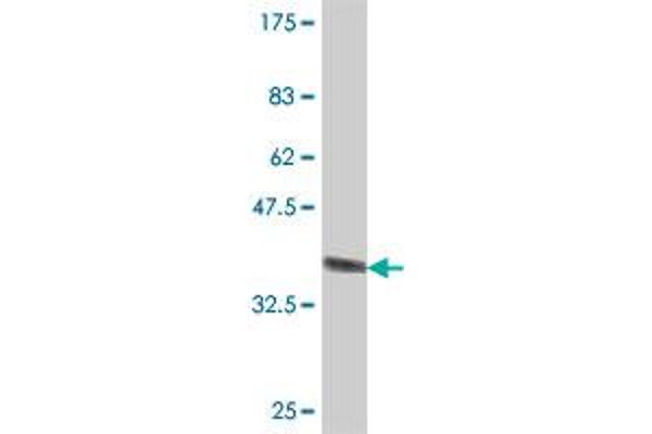 ABCA6 antibody  (AA 53-149)