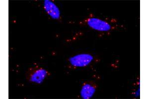 Proximity Ligation Analysis of protein-protein interactions between MAPK8 and MAP2K7. (MAP2K7 antibody  (AA 1-99))