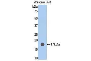 Western Blotting (WB) image for anti-Cyclin-Dependent Kinase 2 (CDK2) (AA 94-212) antibody (ABIN3205882)