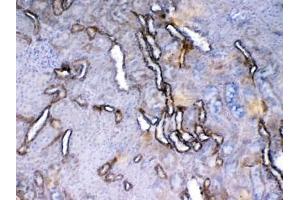 IHC testing of FFPE rat kidney tissue with Vegf receptor 2 antibody at 1ug/ml. (VEGFR2/CD309 antibody  (AA 20-244))