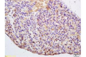 Formalin-fixed and paraffin embedded mouse embryo labeled with Rabbit Anti Spindlin 1 Polyclonal Antibody, Unconjugated (ABIN672351) at 1:200 followed by conjugation to the secondary antibody and DAB staining (Spindlin 1 antibody  (AA 3-100))