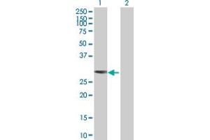Western Blot analysis of TOLLIP expression in transfected 293T cell line by TOLLIP MaxPab polyclonal antibody. (TOLLIP antibody  (AA 1-274))