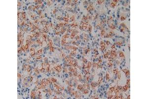 Used in DAB staining on fromalin fixed paraffin- embedded stomach tissue (Neurotrophin 4 antibody  (AA 81-210))