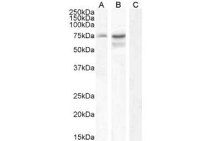 ABIN190873 (0. (NCDN antibody  (Internal Region))