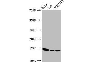 Western Blot  Positive WB detected in:Hela whole cell lysate,293 whole cell lysate,NIH/3T3 whole cell lysate  All lanes:Phospho-Histone H3 (T3) antibody at 1. (Recombinant Histone H3.3 antibody  (pThr3))
