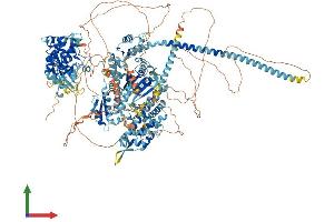 AlphaFold protein structure predicition of Mouse Recombinant Myo3a Protein, UniprotID Q8K3H5 (MYO3A Protein (AA 1-1613) (His tag))