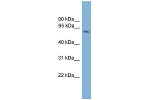 Western Blot showing MYBPH antibody used at a concentration of 1-2 ug/ml to detect its target protein.