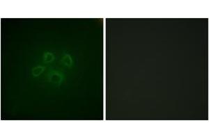 Immunofluorescence (IF) image for anti-Growth Factor Receptor-Bound Protein 10 (GRB10) (AA 33-82) antibody (ABIN2888873) (GRB10 antibody  (AA 33-82))
