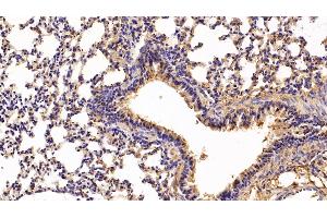 Detection of CFD in Mouse Lung Tissue using Polyclonal Antibody to Complement Factor D (CFD) (Adipsin antibody  (AA 1-259))