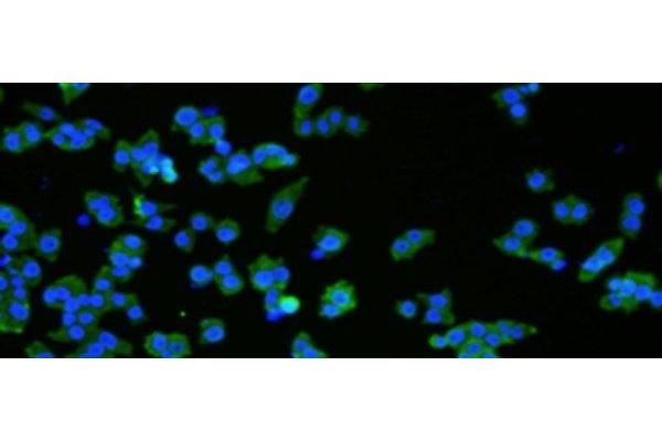 VMA21 antibody