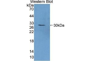 Detection of Recombinant PTTG1, Mouse using Polyclonal Antibody to Pituitary Tumor Transforming 1 (PTTG1) (PTTG1 antibody  (AA 2-199))