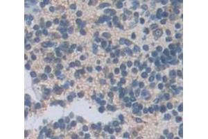 IHC-P analysis of Mouse Tissue, with DAB staining. (CXCL13 antibody  (AA 22-109))