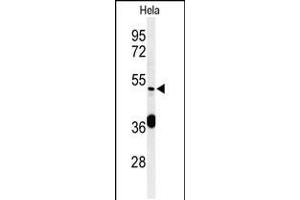 Western blot analysis of DDX49 Antibody in Hela cell line lysates (35ug/lane) (DDX49 antibody  (C-Term))