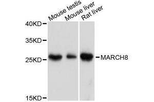 Western blot analysis of extracts of various cell lines, using MARCH8 antibody. (MARCH8 antibody)