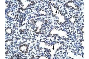 Image no. 1 for anti-Activated RNA Polymerase II Transcriptional Coactivator p15 (SUB1) (N-Term) antibody (ABIN307415) (SUB1 antibody  (N-Term))