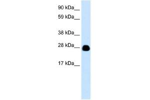 YWHAH antibody (70R-10462) used at 0. (14-3-3 eta antibody  (N-Term))