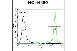 Flow cytometric analysis of NCI-H460 cells (right histogram) compared to a negative control cell (left histogram). (GDF15 antibody  (N-Term))
