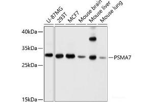 Western blot analysis of extracts of various cell lines using PSMA7 Polyclonal Antibody at dilution of 1:1000.