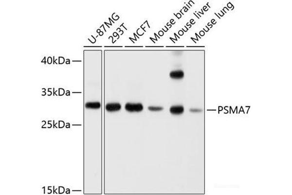 PSMA7 anticorps