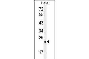 Western blot analysis in Hela cell line lysates (35ug/lane). (UQCRFS1 antibody  (C-Term))