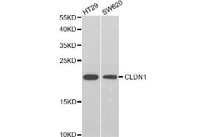 Western blot analysis of extracts of various cell lines, using CLDN1 antibody (ABIN5971222) at 1/1000 dilution. (Claudin 1 antibody)