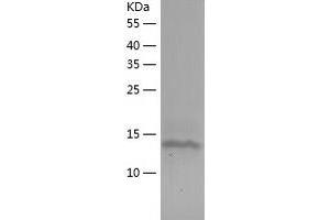 Western Blotting (WB) image for Activated RNA Polymerase II Transcriptional Coactivator p15 (SUB1) (AA 1-127) protein (His tag) (ABIN7121666) (SUB1 Protein (AA 1-127) (His tag))