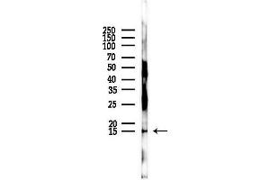 Western blot analysis of lysates from PC12 cells, using Di-Methyl-Histone H3 (Lys9)/H3K9me2 Antibody at 1/1000 dilution.