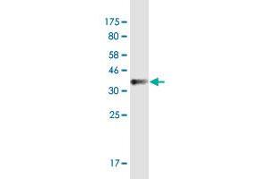 Western Blot detection against Immunogen (36. (SMAD7 antibody  (AA 160-260))