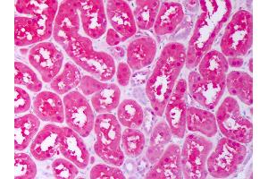 Anti-CXCL12 antibody IHC of human kidney, tubules. (CXCL12 antibody)
