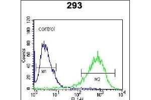ITPKB Antibody (N-term) (ABIN652430 and ABIN2842237) flow cytometric analysis of 293 cells (right histogram) compared to a negative control cell (left histogram). (ITPKB antibody  (N-Term))