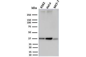 Western Blot Analysis of K562, HeLa and MCF-7 cell lysates using RAD51 Mouse Monoclonal Antibody (RAD51/2753). (RAD51 antibody  (AA 1-134))