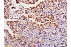 Formalin-fixed and paraffin embedded rat pancreas tissue labeled with Anti-ACE1 Polyclonal Antibody, Unconjugated  at 1:200, followed by conjugation to the secondary antibody and DAB staining (Angiotensin I Converting Enzyme 1 antibody  (AA 801-900))