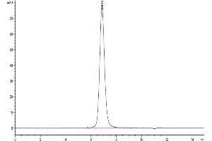 The purity of Biotinylated Cynomolgus CD3E&CD3D was greater than 95 % as determined by SEC-HPLC.