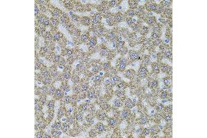 Immunohistochemistry of paraffin-embedded rat liver using ALDH1A1 antibody.
