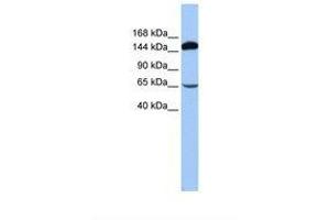 Image no. 1 for anti-S1 RNA Binding Domain 1 (SRBD1) (N-Term) antibody (ABIN6737959) (SRBD1 antibody  (N-Term))