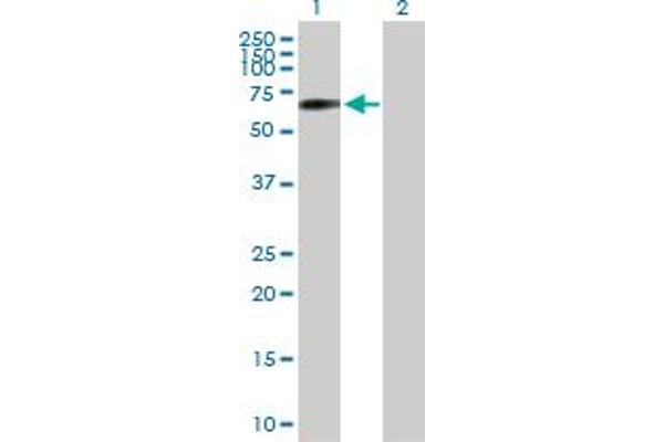 Syntaphilin antibody  (AA 1-494)