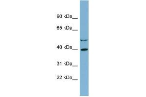 WB Suggested Anti-IDH3A Antibody Titration:  0. (IDH3A antibody  (Middle Region))