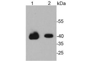 Lane 1: NCCIT lysates, Lane 2: D3 lysates probed with Oct 4 (1F4) Monoclonal Antibody  at 1:1000. (OCT4 antibody)