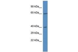 Image no. 1 for anti-RRS1 Ribosome Biogenesis Regulator (RRS1) (AA 296-345) antibody (ABIN6747412) (RRS1 antibody  (AA 296-345))