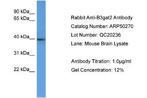 WB Suggested Anti-B3gat2  Antibody Titration: 0.