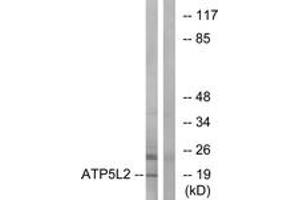 Western Blotting (WB) image for anti-ATP Synthase, H+ Transporting, Mitochondrial Fo Complex, Subunit G2 (ATP5L2) (AA 51-100) antibody (ABIN2890143) (ATP5L2 antibody  (AA 51-100))