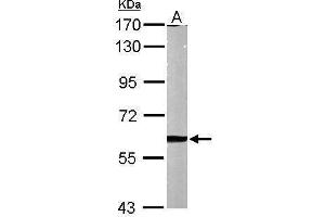 WB Image Sample (50 ug of whole cell lysate) A: Mouse brain 7. (MMP2 antibody)