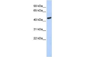 Western Blotting (WB) image for anti-Tryptophanyl-tRNA Synthetase (WARS) antibody (ABIN2460069) (WARS antibody)