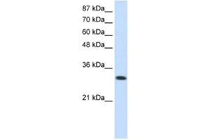 SCYE1 antibody used at 0. (AIMP1 antibody)