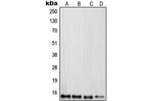 Western blot analysis of RPL30 expression in HepG2 (A), PC3 (B), RAW264. (RPL30 antibody  (C-Term))